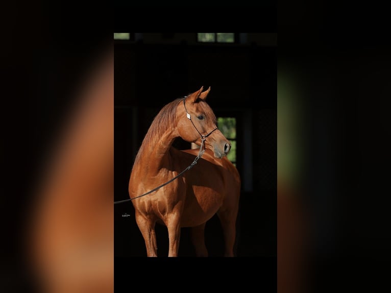 Pura Raza Árabe Yegua 13 años 155 cm Alazán in Sonnenbühl