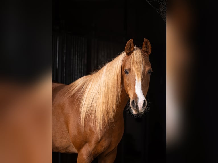 Pura Raza Árabe Yegua 13 años 155 cm Alazán-tostado in Mørkøv