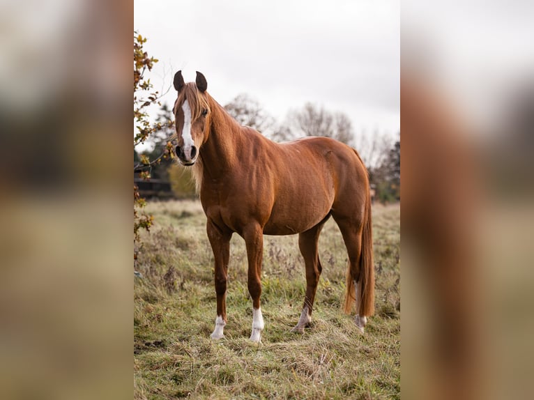 Pura Raza Árabe Yegua 13 años 155 cm Alazán-tostado in Mørkøv