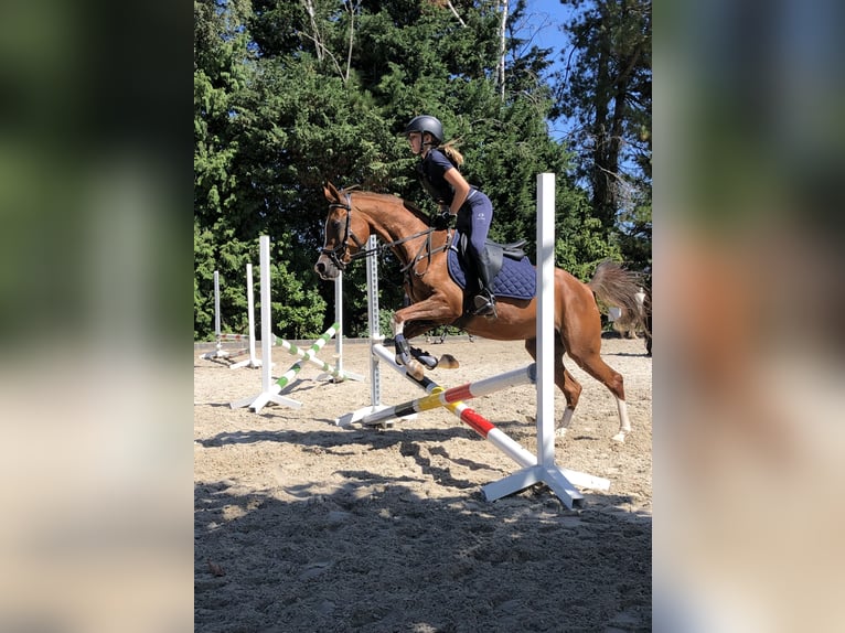 Pura Raza Árabe Yegua 14 años 147 cm Alazán in Turnhout