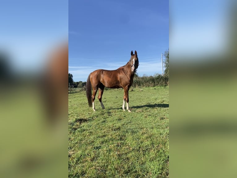 Pura Raza Árabe Yegua 14 años 147 cm Alazán in Turnhout