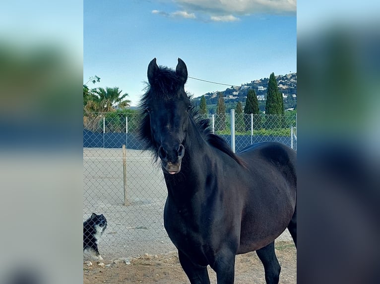 Pura Raza Árabe Yegua 14 años 150 cm Negro in La xara