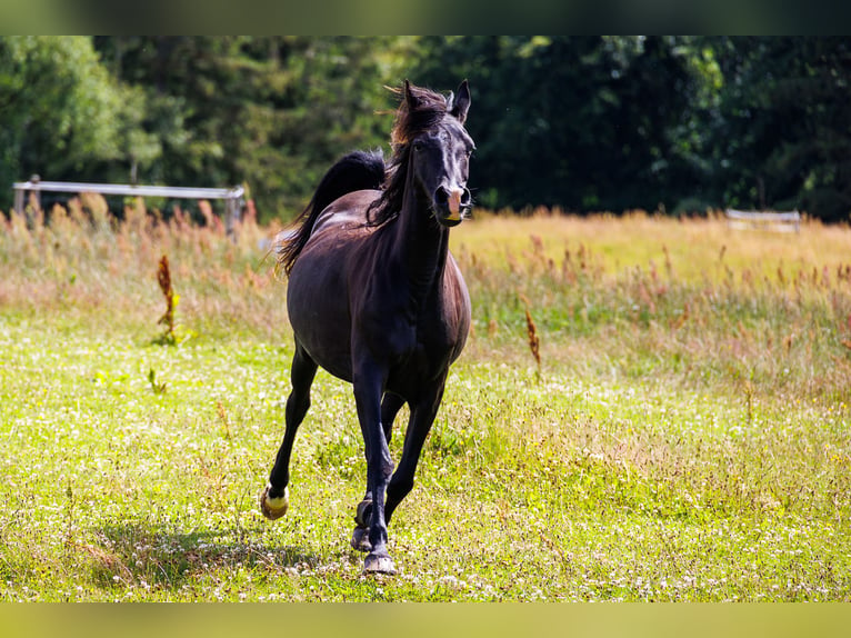 Pura Raza Árabe Yegua 14 años 155 cm Negro in Hobro