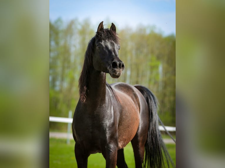 Pura Raza Árabe Yegua 15 años 149 cm Negro in Kołbiel Pura Raza Árabe Yegua 15 años 149 cm Negro in Kołbiel