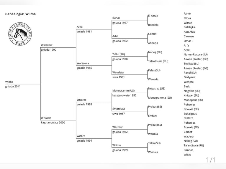 Pura Raza Árabe Yegua 15 años 151 cm Castaño in Chudów