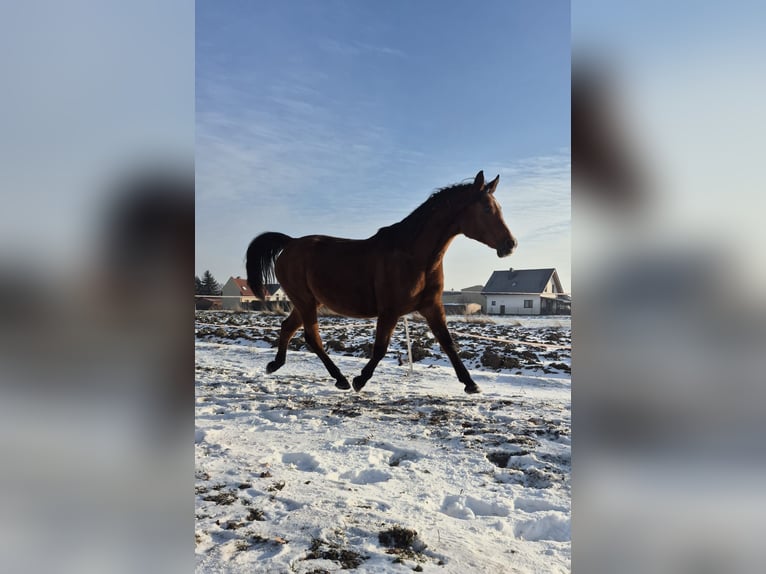Pura Raza Árabe Yegua 15 años 151 cm Castaño in Chudów