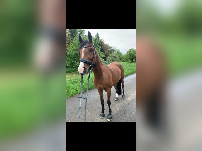 Pura Raza Árabe Yegua 15 años 153 cm Castaño in Rheinfelden