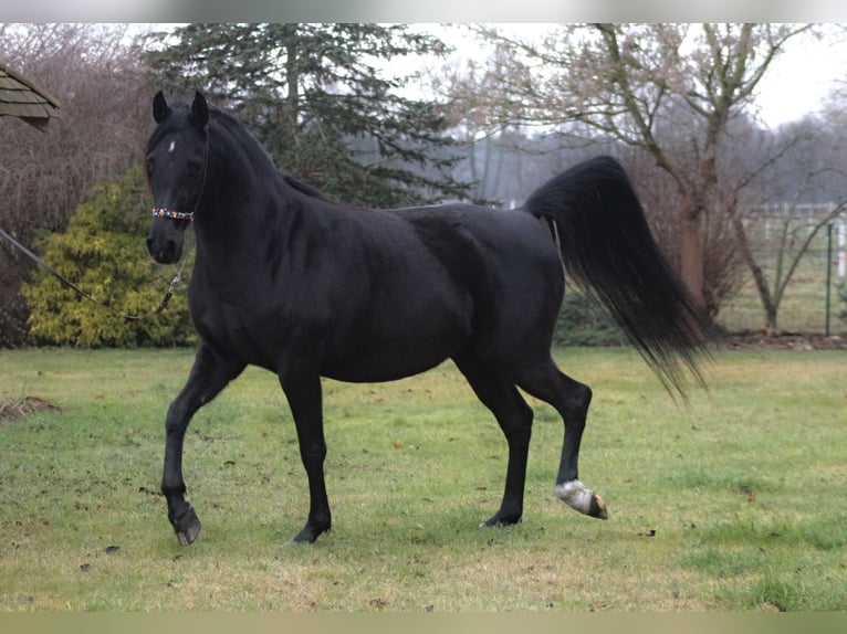 Pura Raza Árabe Yegua 15 años 154 cm Negro in Santok