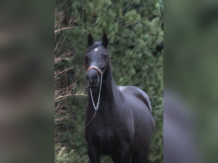 Pura Raza Árabe Yegua 15 años 154 cm Negro in Santok