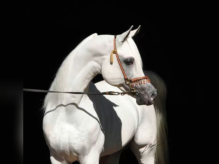 Pura Raza Árabe Yegua 16 años 146 cm White/Blanco in Malaga