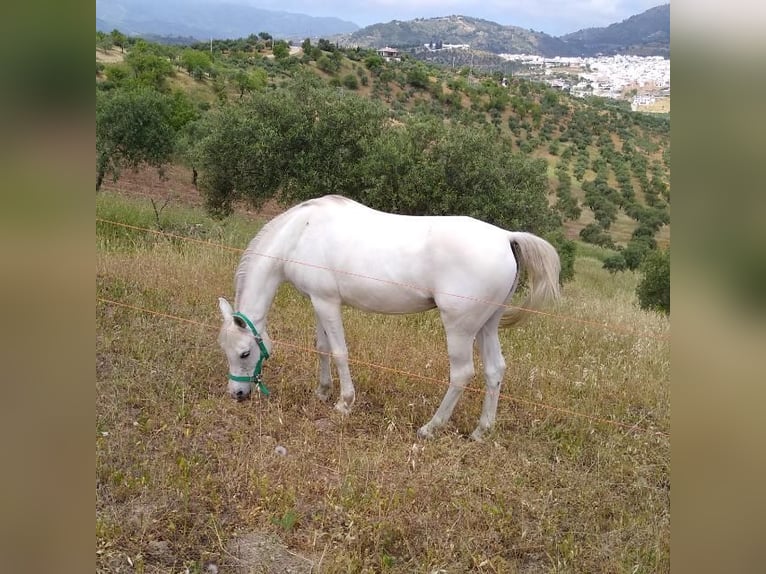 Pura Raza Árabe Yegua 16 años 146 cm White/Blanco in Malaga