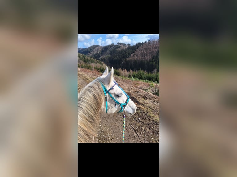 Pura Raza Árabe Mestizo Yegua 16 años 148 cm Tordo in Kierspe