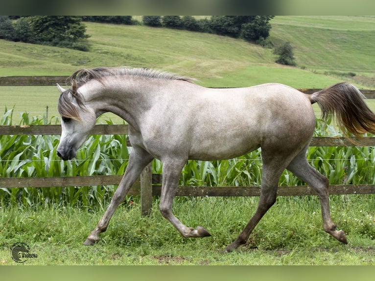 Pura Raza Árabe Yegua 16 años 154 cm Tordo in Altenbeken