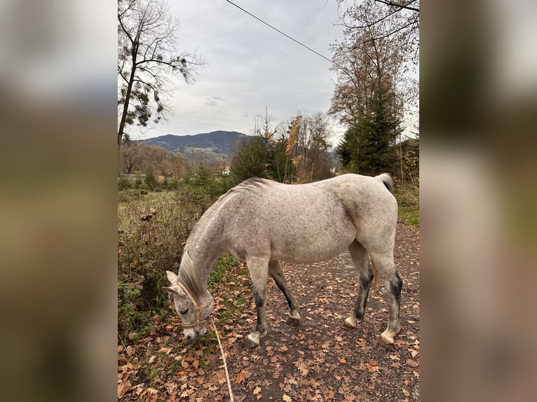 Pura Raza Árabe Yegua 16 años 155 cm Tordo picazo in Dornbirn