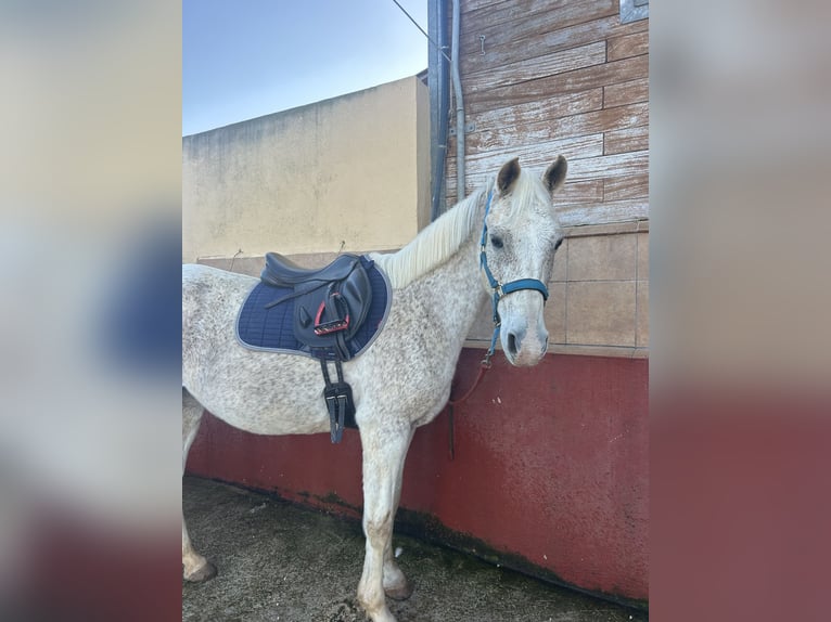 Pura Raza Árabe Yegua 16 años 158 cm Tordo picazo in Alicante Provincia