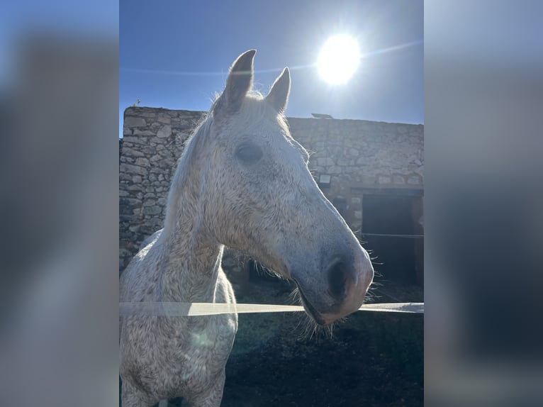 Pura Raza Árabe Yegua 16 años 158 cm Tordo picazo in Alicante Provincia