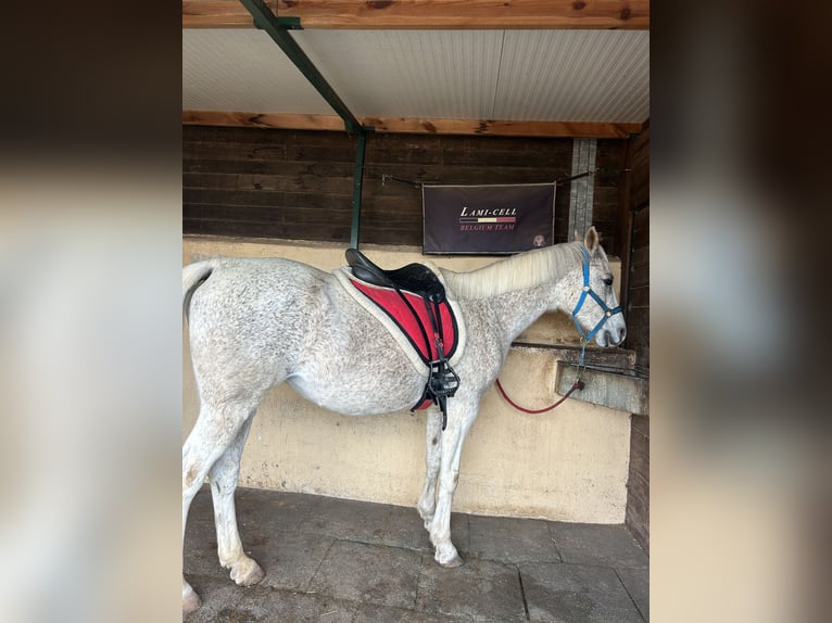 Pura Raza Árabe Yegua 16 años 158 cm Tordo picazo in Alicante Provincia