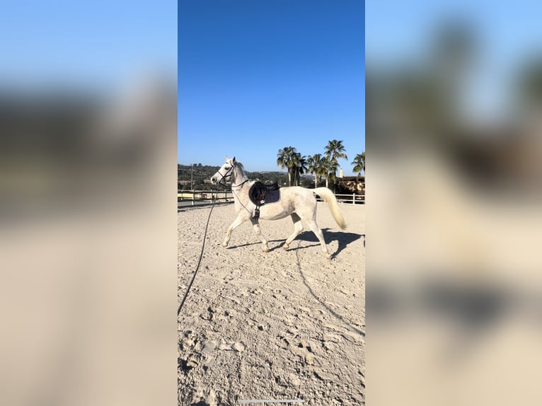 Pura Raza Árabe Yegua 16 años 158 cm Tordo picazo in Alicante Provincia