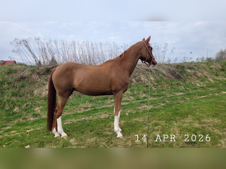 Pura Raza Árabe Yegua 17 años 148 cm Alazán in Wadowice