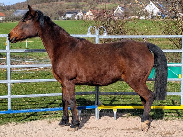Pura Raza Árabe Mestizo Yegua 17 años 150 cm Castaño in Leutenbachleutenbach