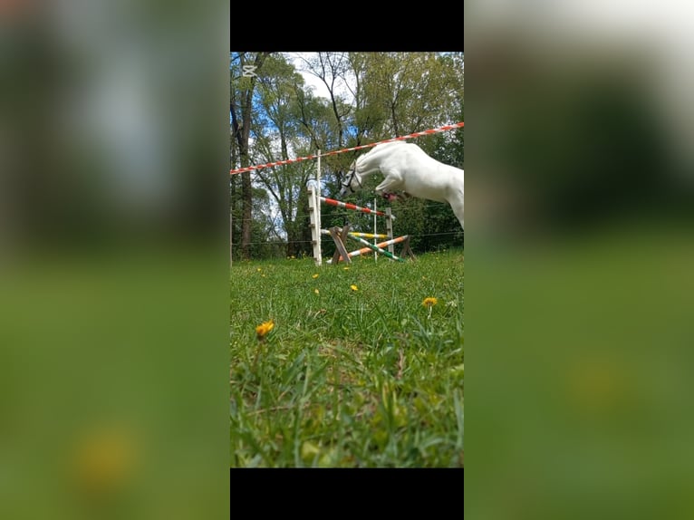 Pura Raza Árabe Mestizo Yegua 17 años 150 cm White/Blanco in Jordan&#xF3;w