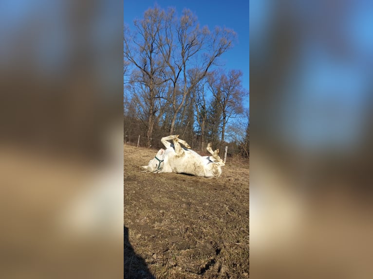 Pura Raza Árabe Mestizo Yegua 17 años 150 cm White/Blanco in Jordan&#xF3;w