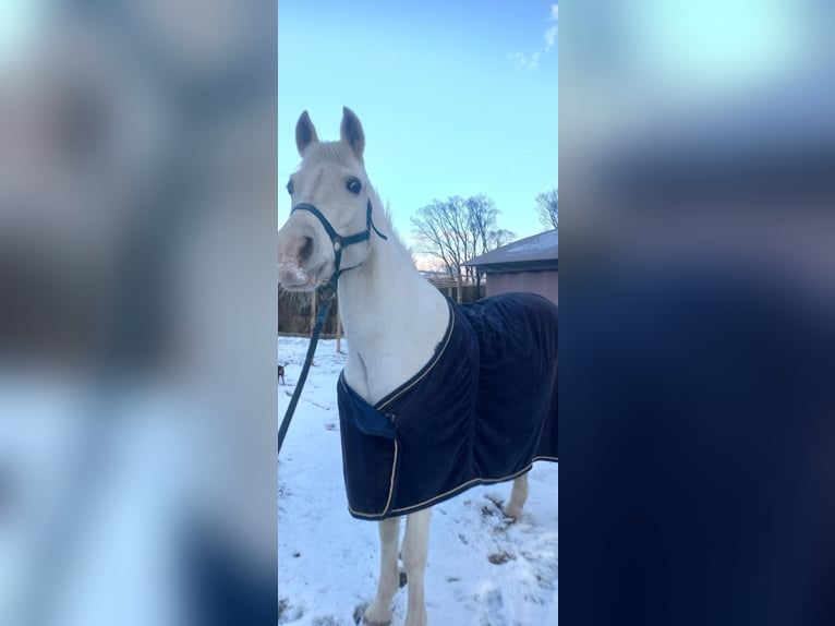 Pura Raza Árabe Mestizo Yegua 17 años 150 cm White/Blanco in Jordan&#xF3;w