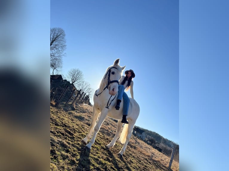 Pura Raza Árabe Mestizo Yegua 17 años 150 cm White/Blanco in Jordan&#xF3;w
