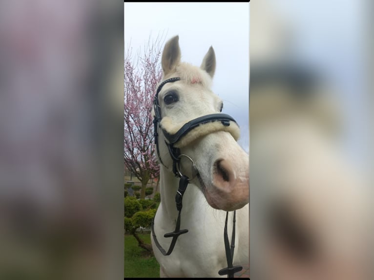 Pura Raza Árabe Mestizo Yegua 17 años 150 cm White/Blanco in Jordan&#xF3;w