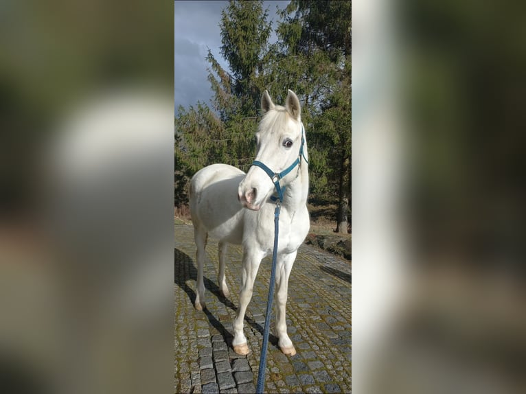 Pura Raza Árabe Mestizo Yegua 17 años 150 cm White/Blanco in Jordan&#xF3;w