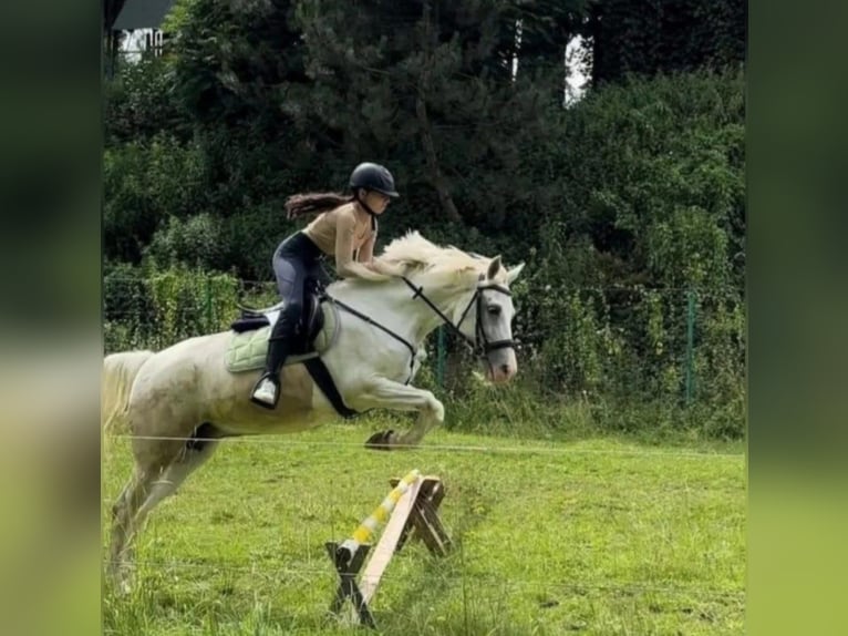 Pura Raza Árabe Mestizo Yegua 17 años 150 cm White/Blanco in Jordan&#xF3;w