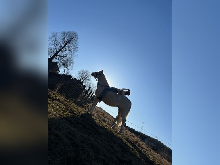 Pura Raza Árabe Mestizo Yegua 17 años 150 cm White/Blanco in Jordan&#xF3;w