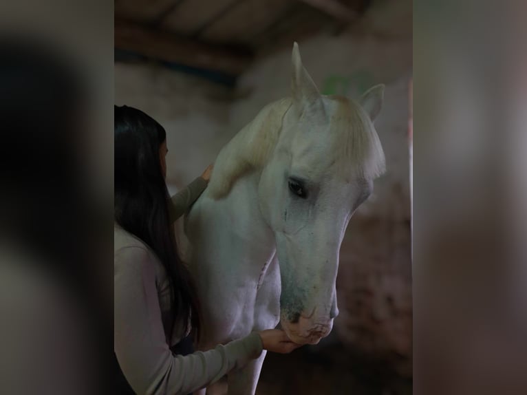 Pura Raza Árabe Mestizo Yegua 17 años 150 cm White/Blanco in Jordan&#xF3;w