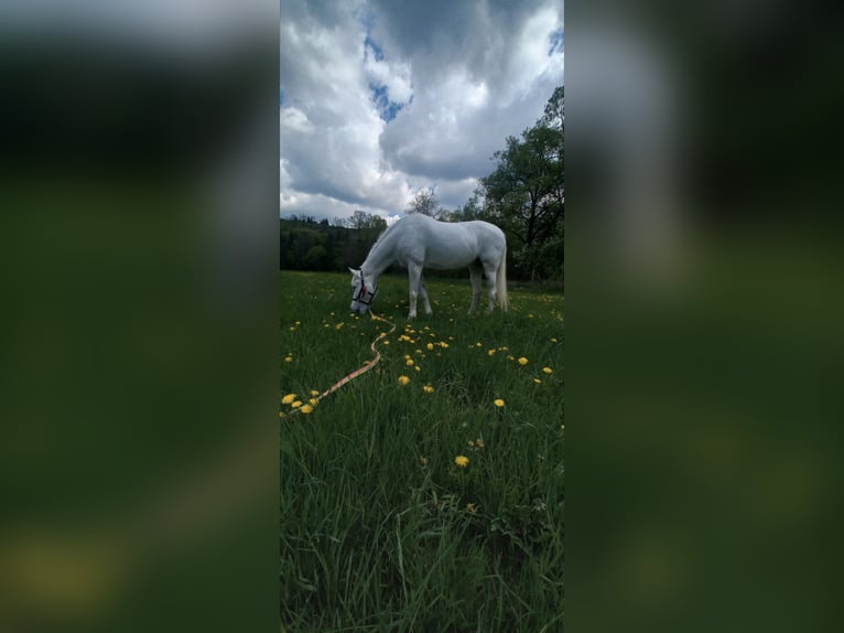 Pura Raza Árabe Mestizo Yegua 17 años 150 cm White/Blanco in Jordan&#xF3;w