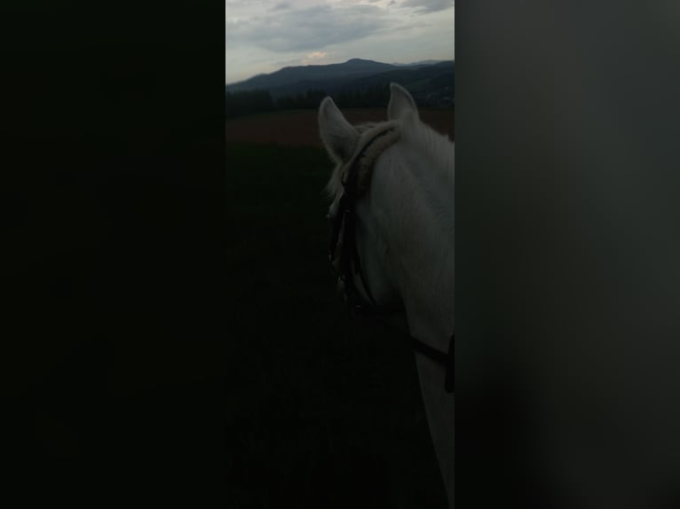 Pura Raza Árabe Mestizo Yegua 17 años 150 cm White/Blanco in Jordan&#xF3;w