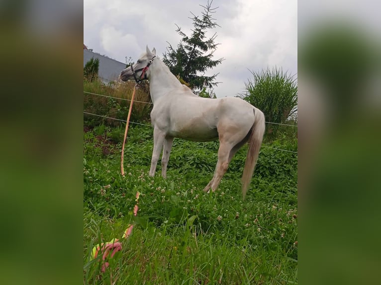 Pura Raza Árabe Mestizo Yegua 17 años 150 cm White/Blanco in Jordan&#xF3;w