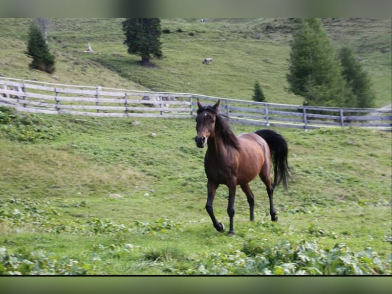 Pura Raza Árabe Yegua 17 años 151 cm Castaño oscuro in Hohenpeißenberg