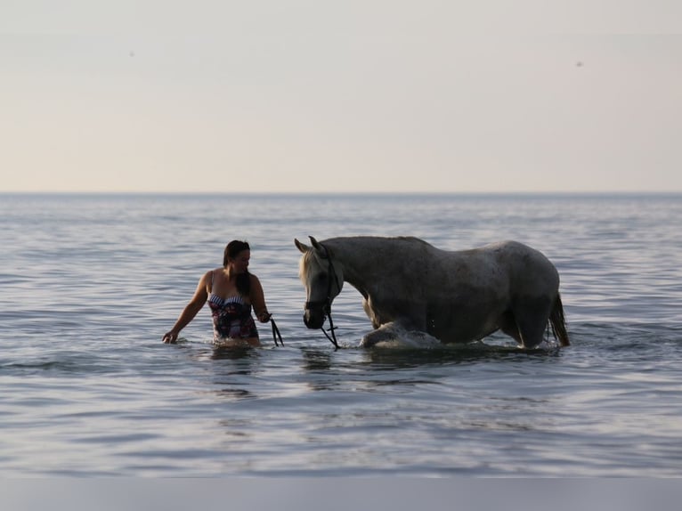 Pura Raza Árabe Yegua 17 años 153 cm Tordo picazo in Finsterwalde