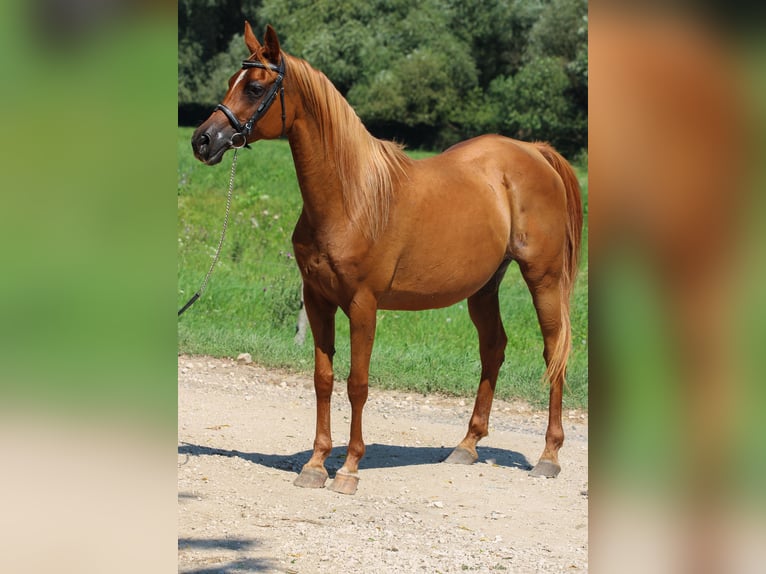 Pura Raza Árabe Yegua 17 años 157 cm Alazán-tostado in Kisbér