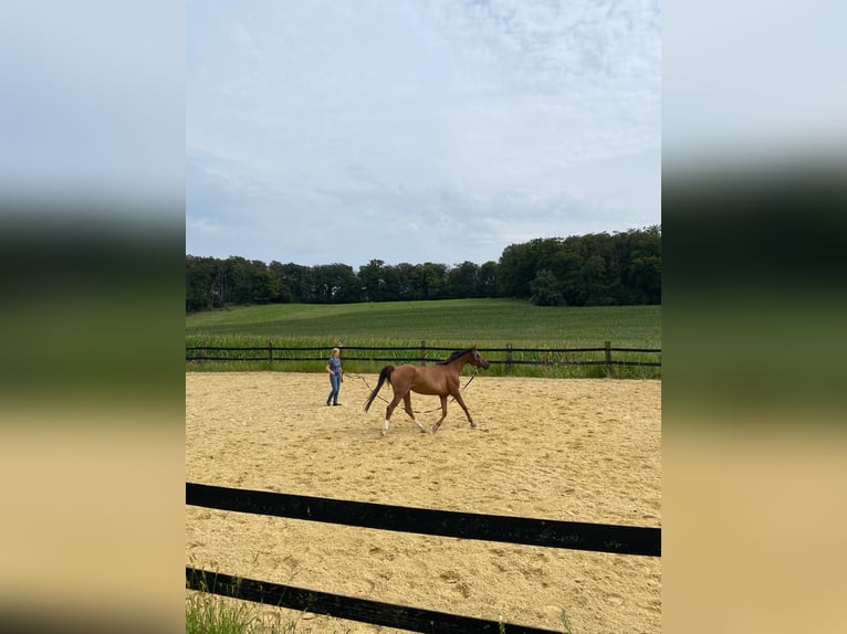 Pura Raza Árabe Yegua 18 años 155 cm Alazán in Hattingen