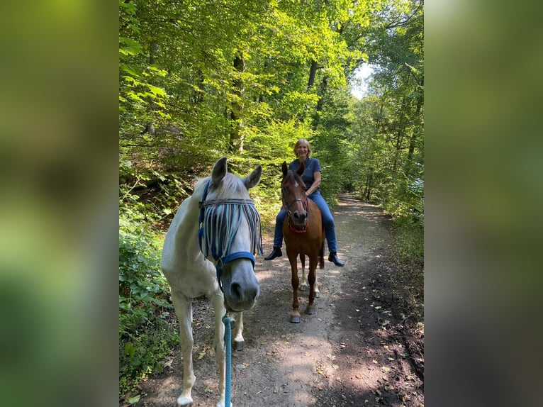 Pura Raza Árabe Yegua 18 años 155 cm Alazán in Hattingen