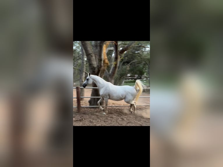 Pura Raza Árabe Yegua 19 años 152 cm Tordo in Phoenix