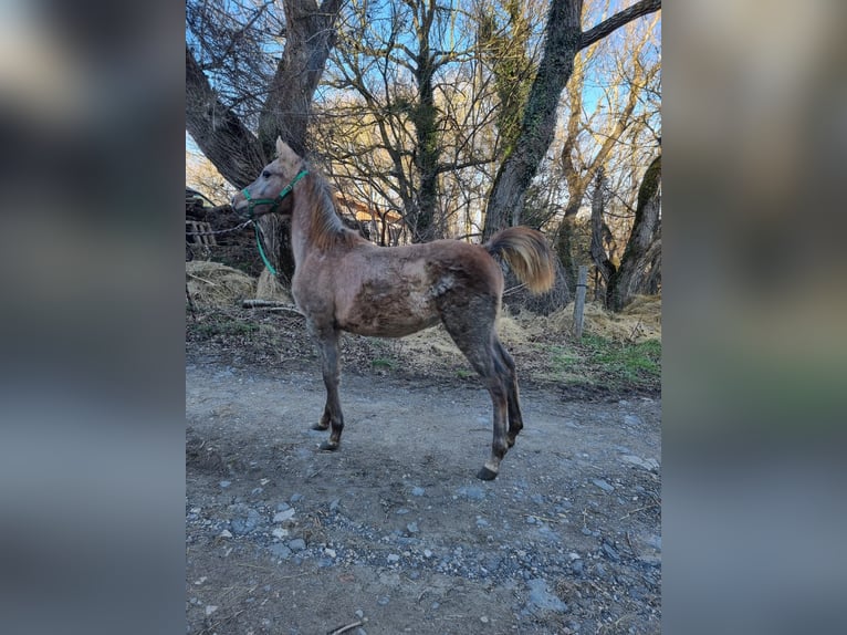 Pura Raza Árabe Yegua 1 año 130 cm Tordo picazo in St just et le bezu