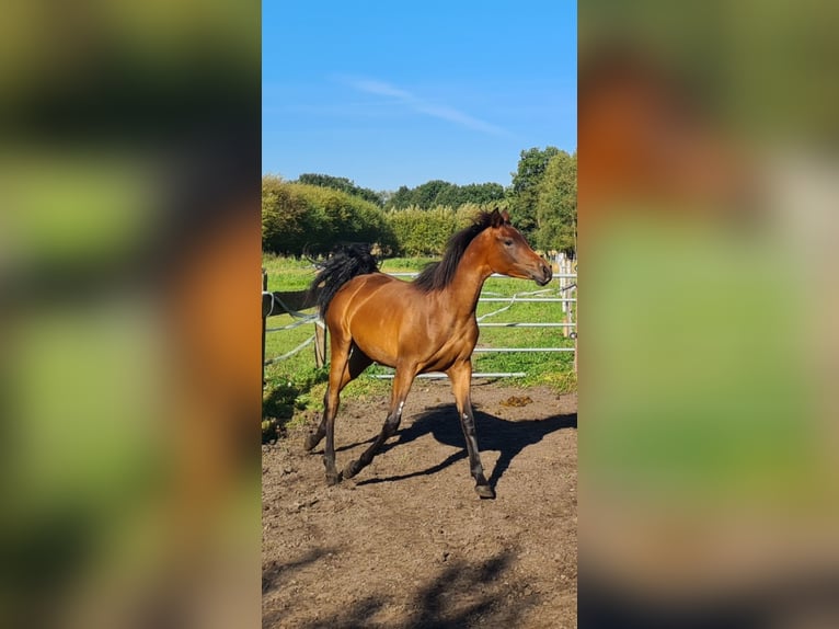 Pura Raza Árabe Yegua 1 año 145 cm Castaño oscuro in Rhauderfehn