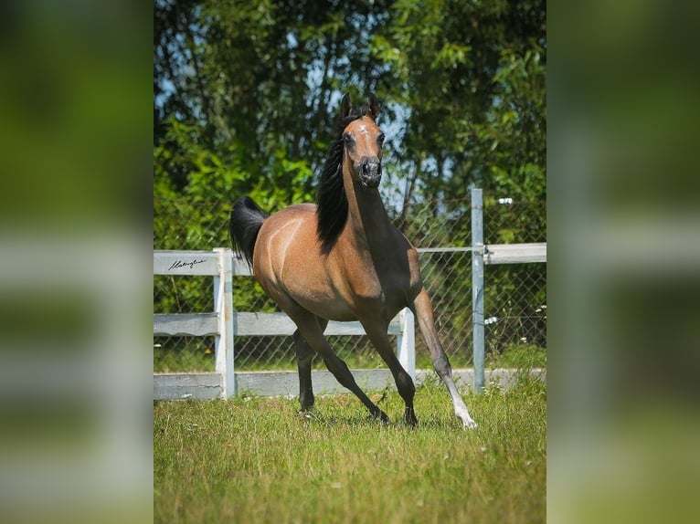 Pura Raza Árabe Yegua 1 año 145 cm Tordo in Wiktorów