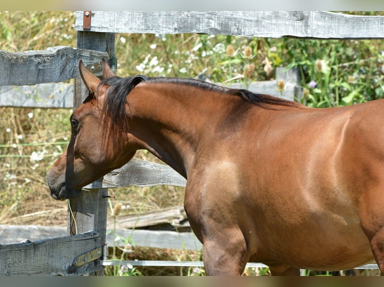 Pura Raza Árabe Yegua 1 año 150 cm Castaño in Koprivnica