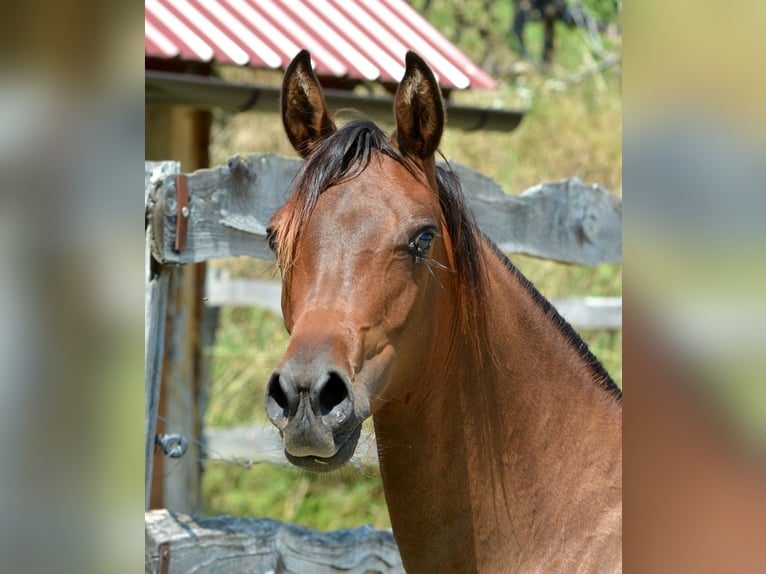 Pura Raza Árabe Yegua 1 año 150 cm Castaño in Koprivnica