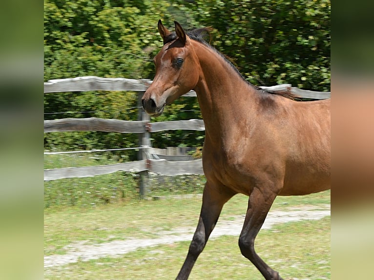 Pura Raza Árabe Yegua 1 año 150 cm Castaño in Koprivnica