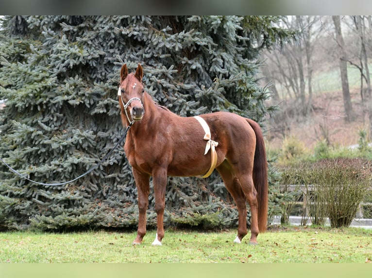 Pura Raza Árabe Yegua 1 año 152 cm Castaño in Kirchzell