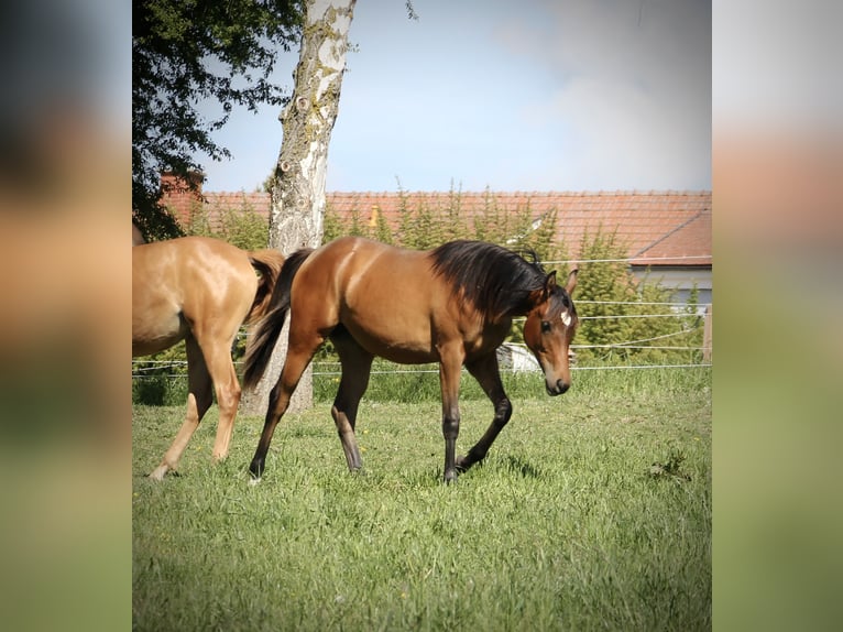 Pura Raza Árabe Yegua 1 año 152 cm Castaño in Krumbach